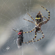 Image for article titled Scientists Analyzed Spiderweb DNA, and the Results Are Super Creepy